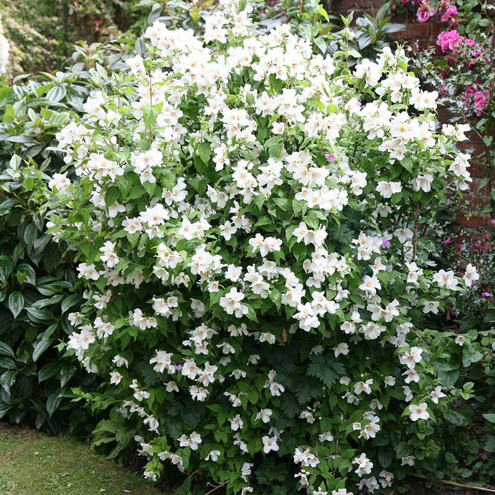Philadelphus lemoinei 'Belle Etoile'